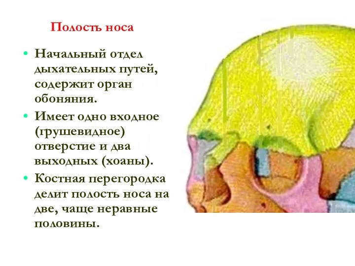 Полость носа Начальный отдел дыхательных путей, содержит орган обоняния. Имеет