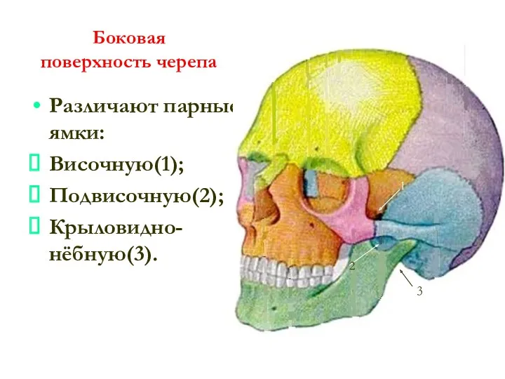 Боковая поверхность черепа Различают парные ямки: Височную(1); Подвисочную(2); Крыловидно-нёбную(3). 1 2 3