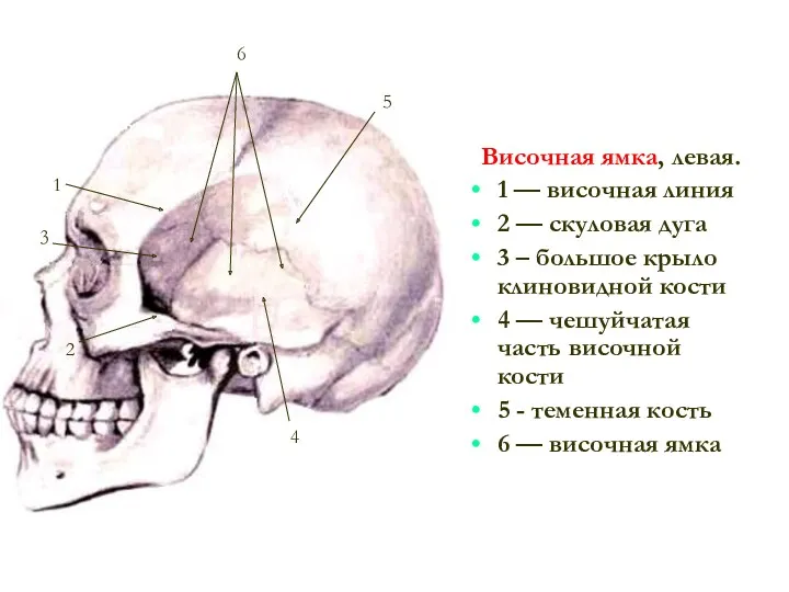 Височная ямка, левая. 1 — височная линия 2 — скуловая