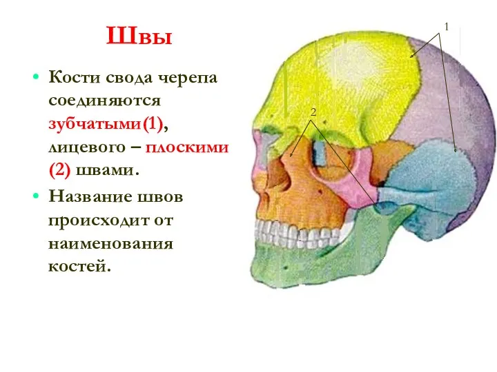 Швы Кости свода черепа соединяются зубчатыми(1), лицевого – плоскими(2) швами.