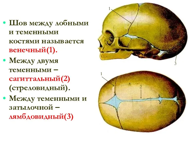 Шов между лобными и теменными костями называется венечный(1). Между двумя