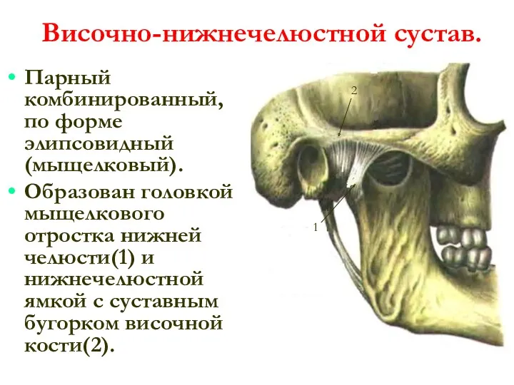 Височно-нижнечелюстной сустав. Парный комбинированный, по форме элипсовидный (мыщелковый). Образован головкой