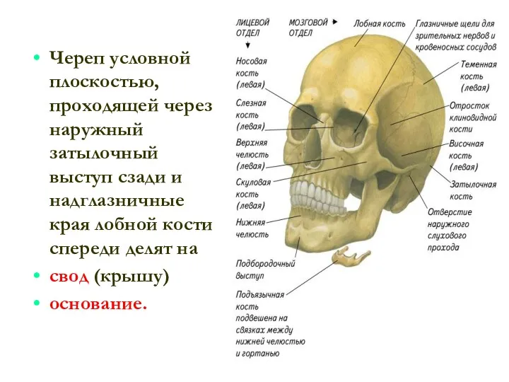 Череп условной плоскостью, проходящей через наружный затылочный выступ сзади и