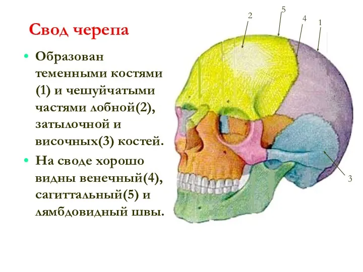 Свод черепа Образован теменными костями(1) и чешуйчатыми частями лобной(2), затылочной