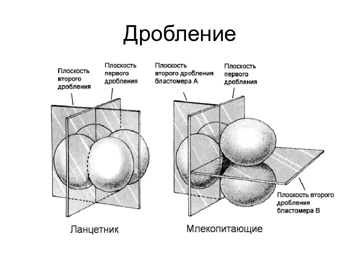 Дробление