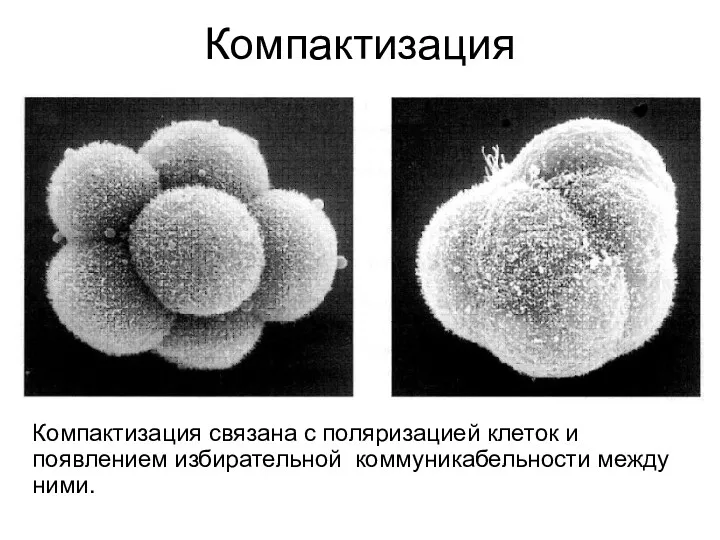 Компактизация Компактизация связана с поляризацией клеток и появлением избирательной коммуникабельности между ними.