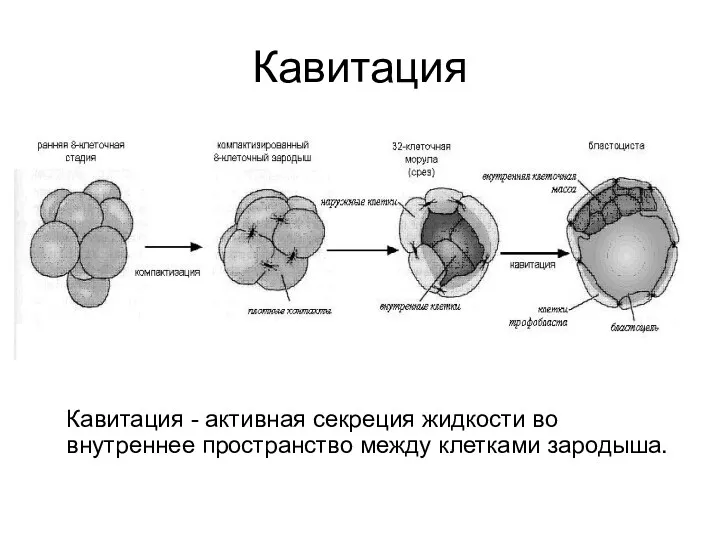 Кавитация Кавитация - активная секреция жидкости во внутреннее пространство между клетками зародыша.