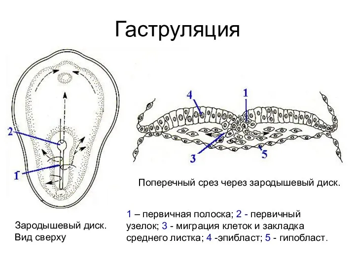 Гаструляция Зародышевый диск. Вид сверху Поперечный срез через зародышевый диск.