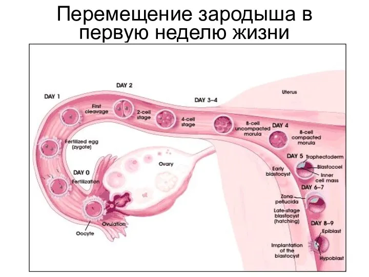 Перемещение зародыша в первую неделю жизни