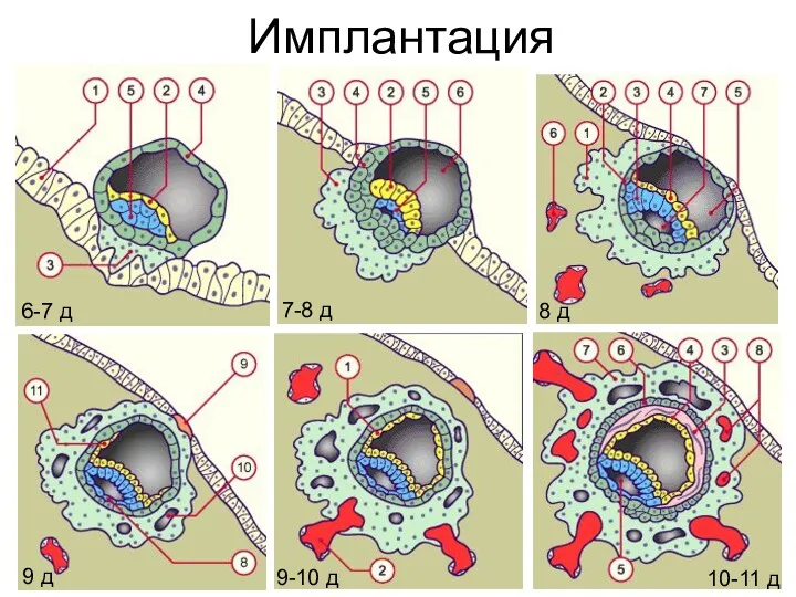 Имплантация 6-7 д 7-8 д 8 д 9 д 9-10 д 10-11 д