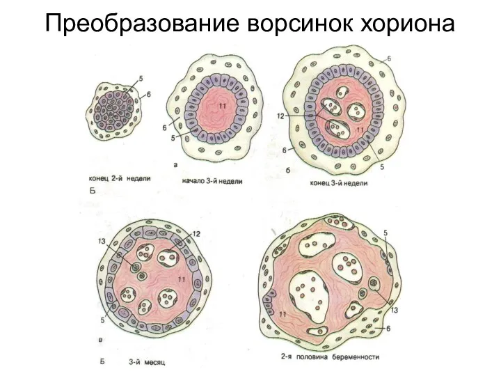 Преобразование ворсинок хориона