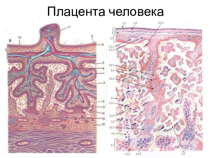 Плацента человека