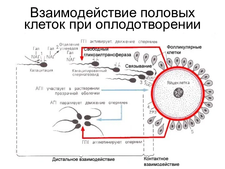 Взаимодействие половых клеток при оплодотворении