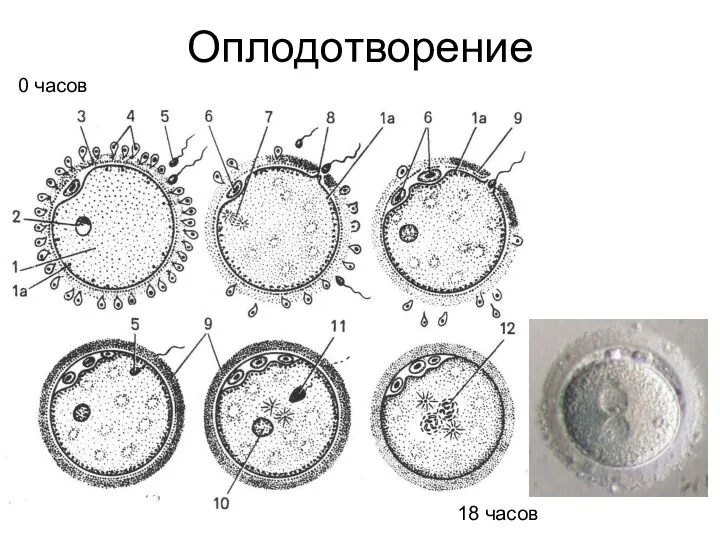 Оплодотворение 18 часов 0 часов