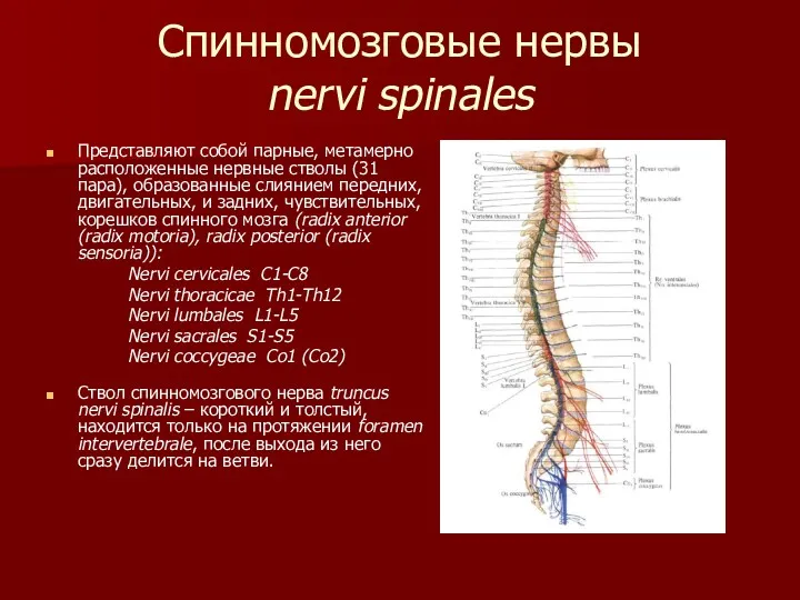 Спинномозговые нервы nervi spinales Представляют собой парные, метамерно расположенные нервные стволы (31 пара),
