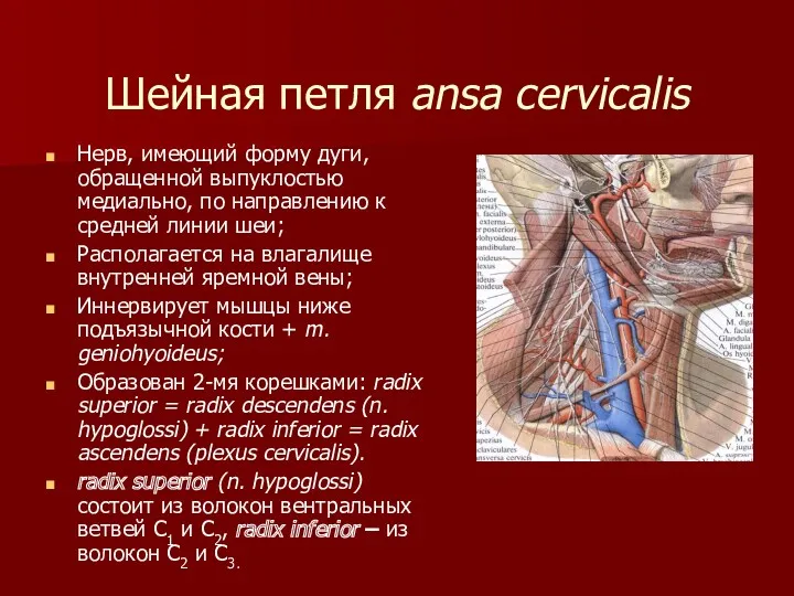 Шейная петля ansa cervicalis Нерв, имеющий форму дуги, обращенной выпуклостью медиально, по направлению