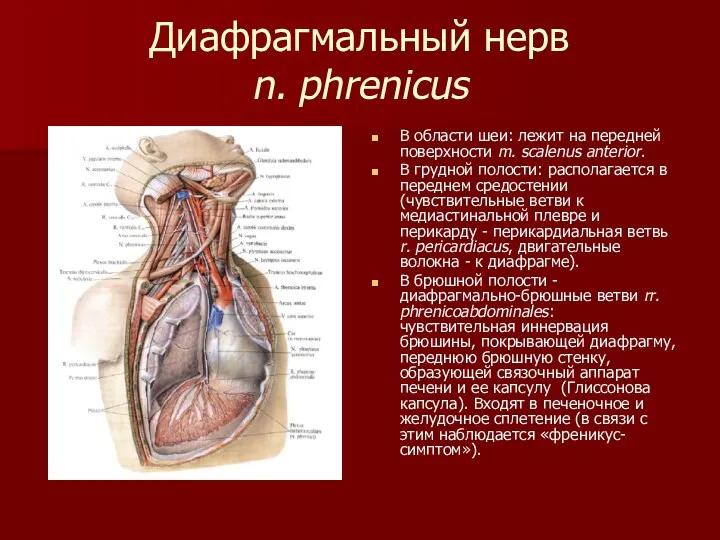 Диафрагмальный нерв n. phrenicus В области шеи: лежит на передней поверхности m. scalenus