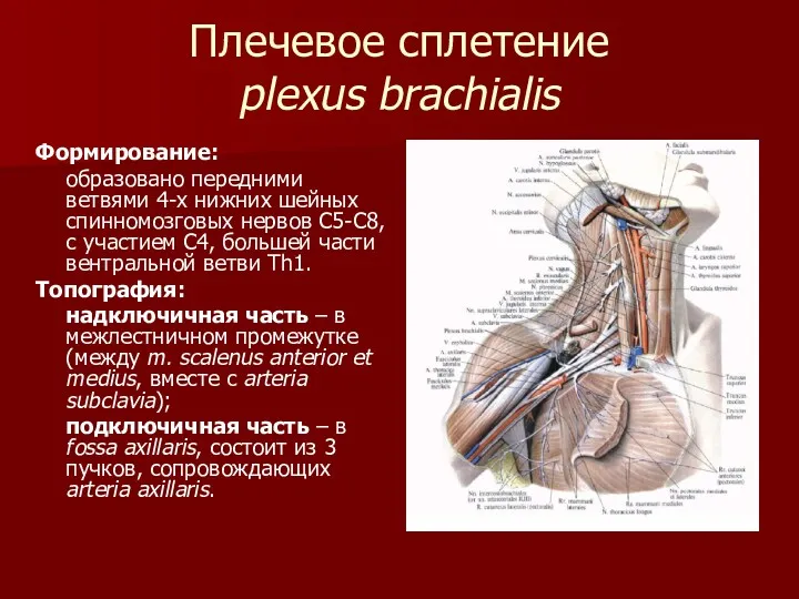 Плечевое сплетение plexus brachialis Формирование: образовано передними ветвями 4-х нижних шейных спинномозговых нервов