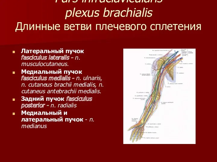 Pars infraclavicularis plexus brachialis Длинные ветви плечевого сплетения Латеральный пучок fasciculus lateralis -