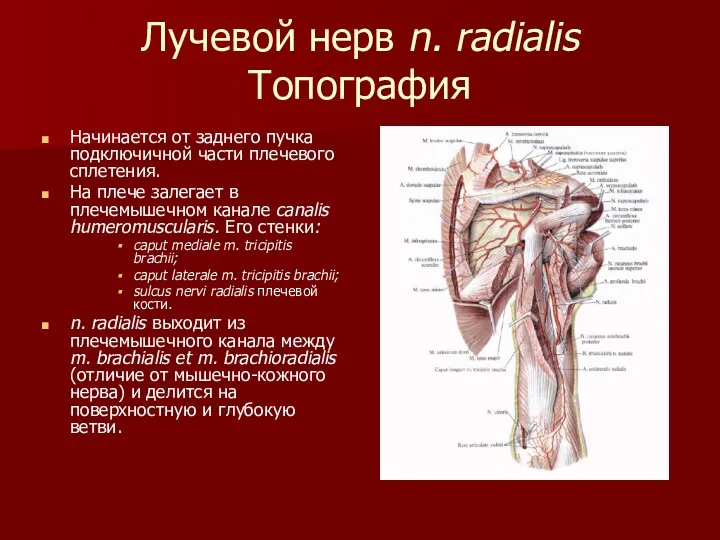 Лучевой нерв n. radialis Топография Начинается от заднего пучка подключичной части плечевого сплетения.