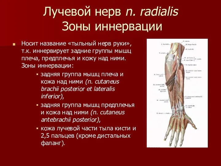 Лучевой нерв n. radialis Зоны иннервации Носит название «тыльный нерв руки», т.к. иннервирует