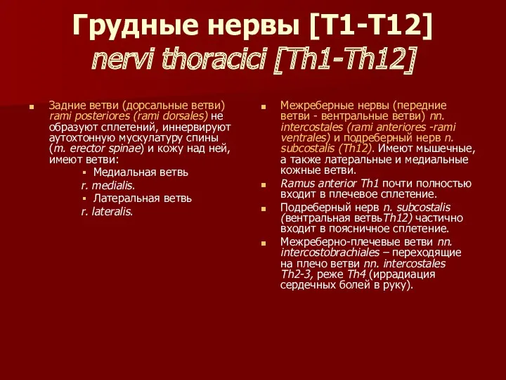 Грудные нервы [Т1-Т12] nervi thoracici [Th1-Th12] Задние ветви (дорсальные ветви) rami posteriores (rami