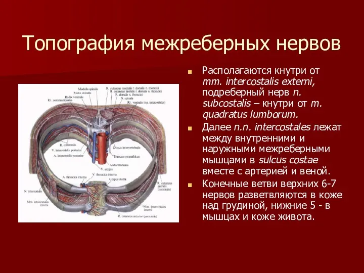 Топография межреберных нервов Располагаются кнутри от mm. intercostalis externi, подреберный нерв n. subcostalis