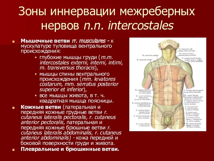 Зоны иннервации межреберных нервов n.n. intercostales Мышечные ветви rr. musculares - к мускулатуре