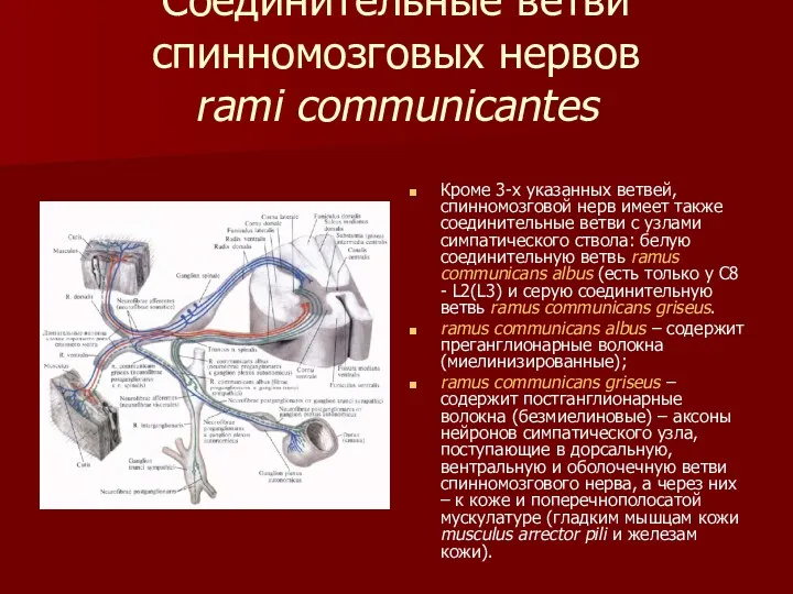Соединительные ветви спинномозговых нервов rami communicantes Кроме 3-х указанных ветвей, спинномозговой нерв имеет