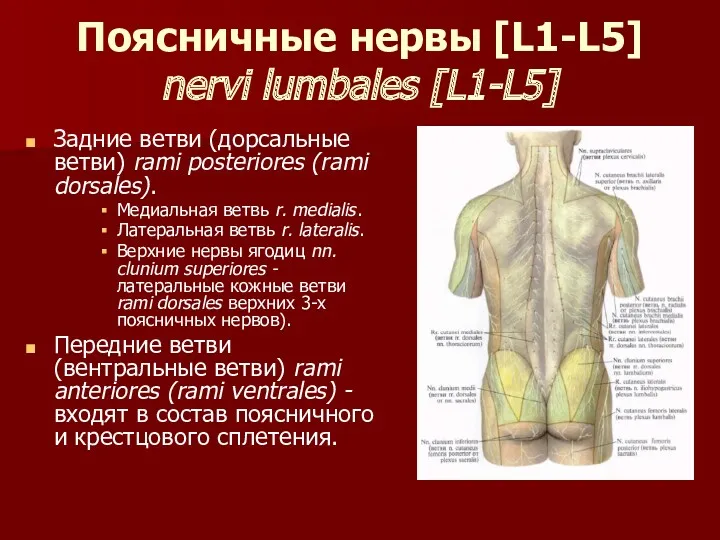 Поясничные нервы [L1-L5] nervi lumbales [L1-L5] Задние ветви (дорсальные ветви) rami posteriores (rami