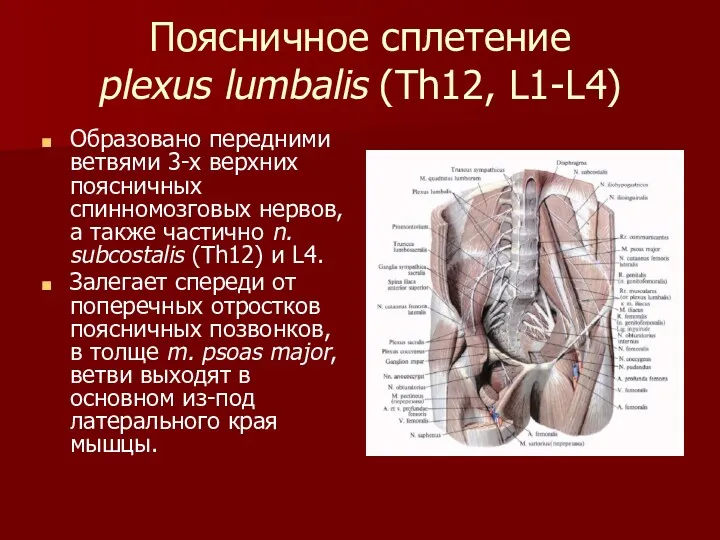 Поясничное сплетение plexus lumbalis (Th12, L1-L4) Образовано передними ветвями 3-х верхних поясничных спинномозговых