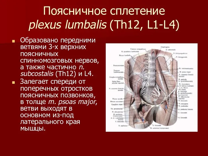 Поясничное сплетение plexus lumbalis (Th12, L1-L4) Образовано передними ветвями 3-х