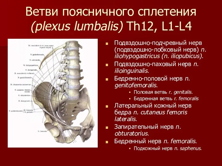 Ветви поясничного сплетения (plexus lumbalis) Th12, L1-L4 Подвздошно-подчревный нерв (подвздошно-лобковый нерв) n. iliohypogastricus