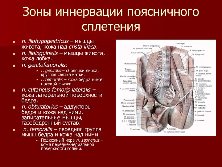 Зоны иннервации поясничного сплетения n. iliohypogastricus – мышцы живота, кожа над crista iliaca.