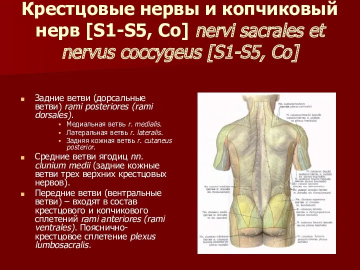 Крестцовые нервы и копчиковый нерв [S1-S5, Со] nervi sacrales et nervus coccygeus [S1-S5,