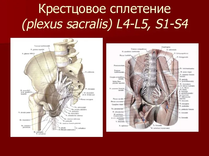 Крестцовое сплетение (plexus sacralis) L4-L5, S1-S4