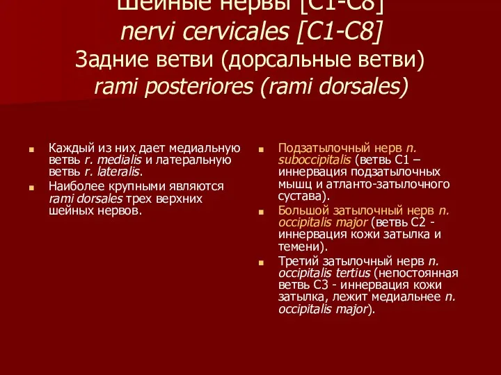 Шейные нервы [С1-С8] nervi cervicales [C1-C8] Задние ветви (дорсальные ветви) rami posteriores (rami