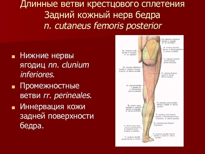 Длинные ветви крестцового сплетения Задний кожный нерв бедра n. cutaneus femoris posterior Нижние