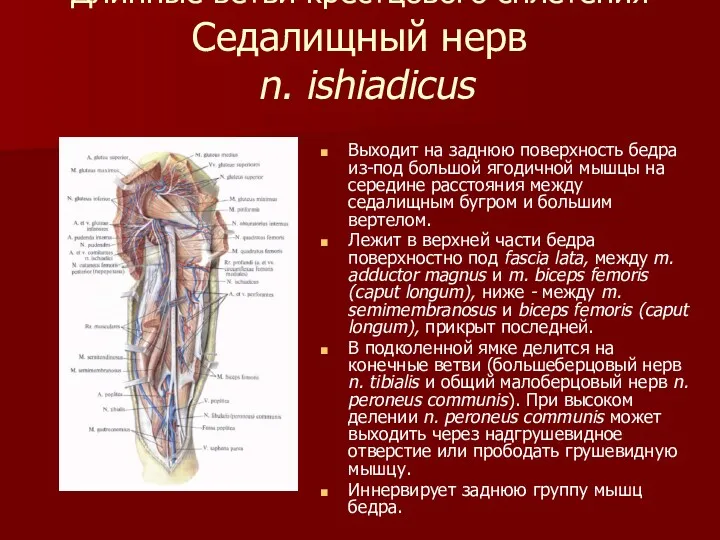 Длинные ветви крестцового сплетения Седалищный нерв n. ishiadicus Выходит на