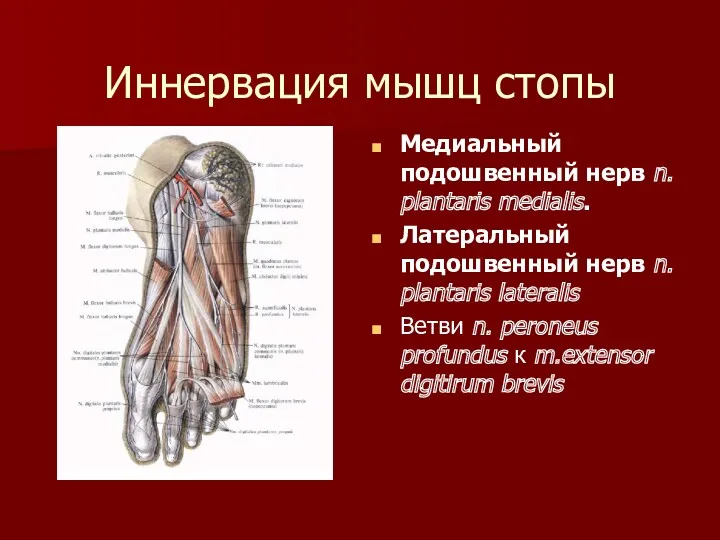 Иннервация мышц стопы Медиальный подошвенный нерв n. plantaris medialis. Латеральный подошвенный нерв n.