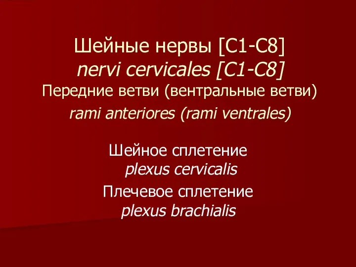 Шейные нервы [С1-С8] nervi cervicales [C1-C8] Передние ветви (вентральные ветви) rami anteriores (rami