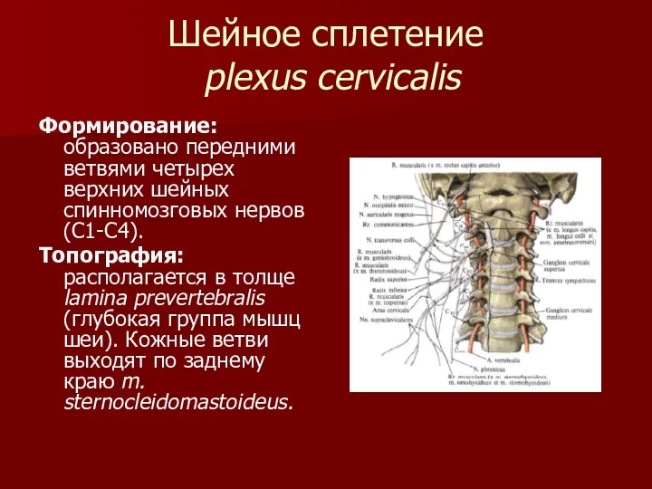 Шейное сплетение plexus cervicalis Формирование: образовано передними ветвями четырех верхних шейных спинномозговых нервов