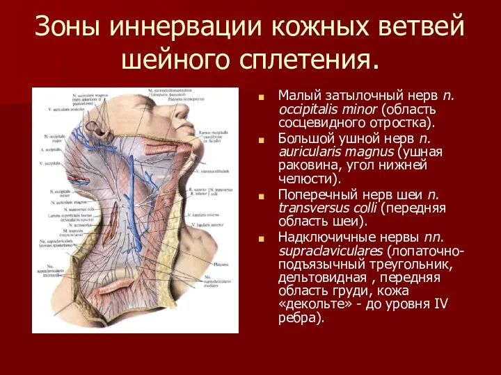 Зоны иннервации кожных ветвей шейного сплетения. Малый затылочный нерв n. occipitalis minor (область
