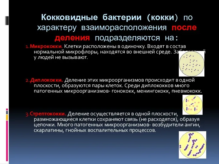 Кокковидные бактерии (кокки) по характеру взаиморасположения после деления подразделяются на: