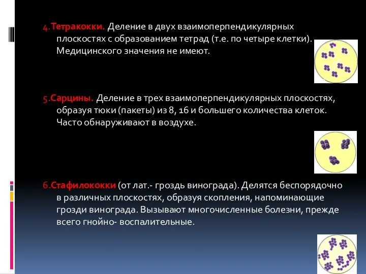 4.Тетракокки. Деление в двух взаимоперпендикулярных плоскостях с образованием тетрад (т.е.