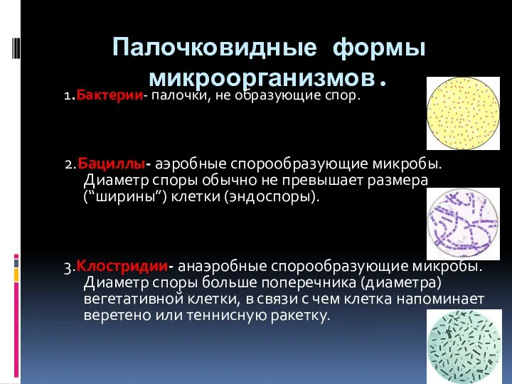 Палочковидные формы микроорганизмов. 1.Бактерии- палочки, не образующие спор. 2.Бациллы- аэробные