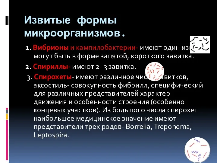 Извитые формы микроорганизмов. 1. Вибрионы и кампилобактерии- имеют один изгиб,