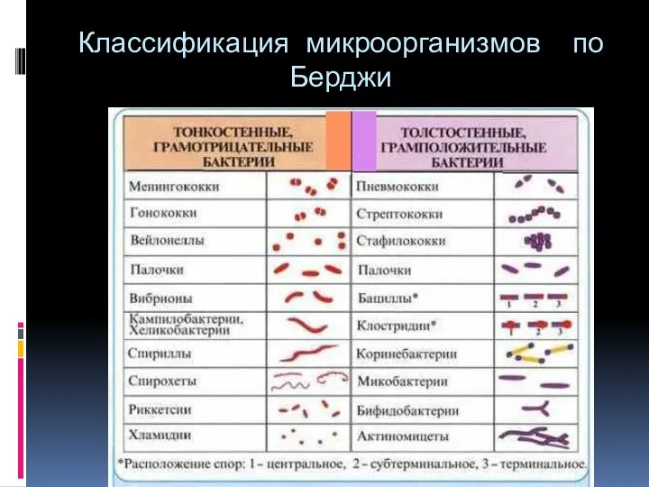 Классификация микроорганизмов по Берджи