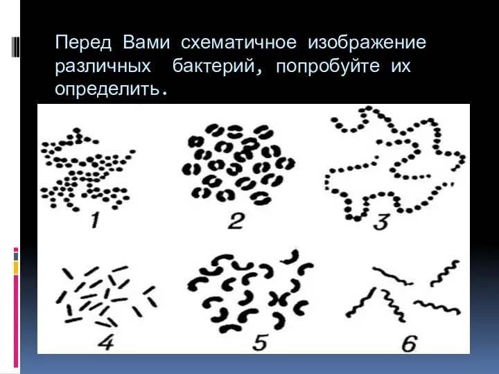 Перед Вами схематичное изображение различных бактерий, попробуйте их определить. 1.