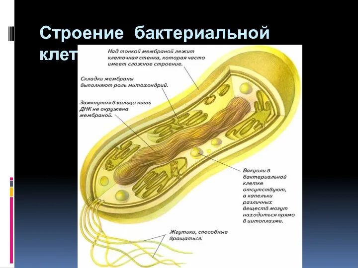 Строение бактериальной клетки.